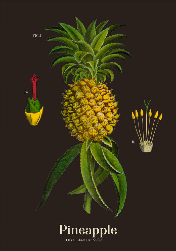 Pineapple Botanical Poster