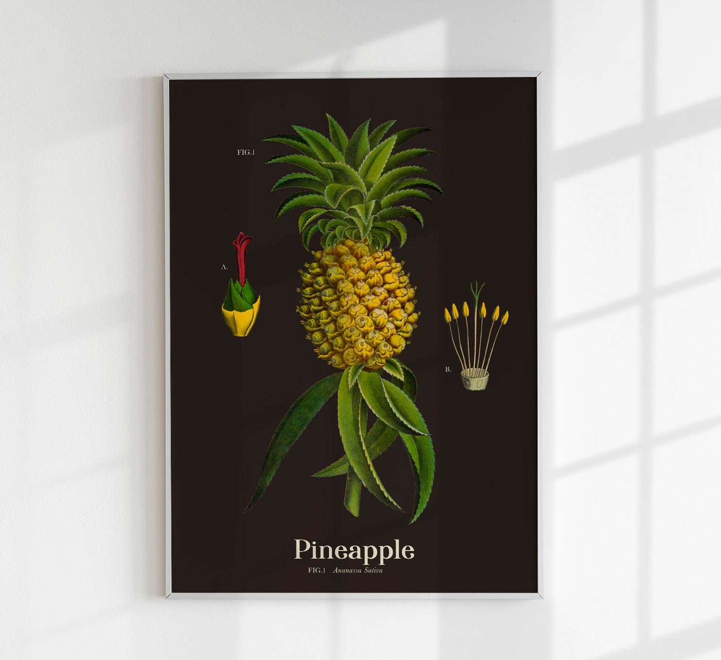 Pineapple Botanical Poster