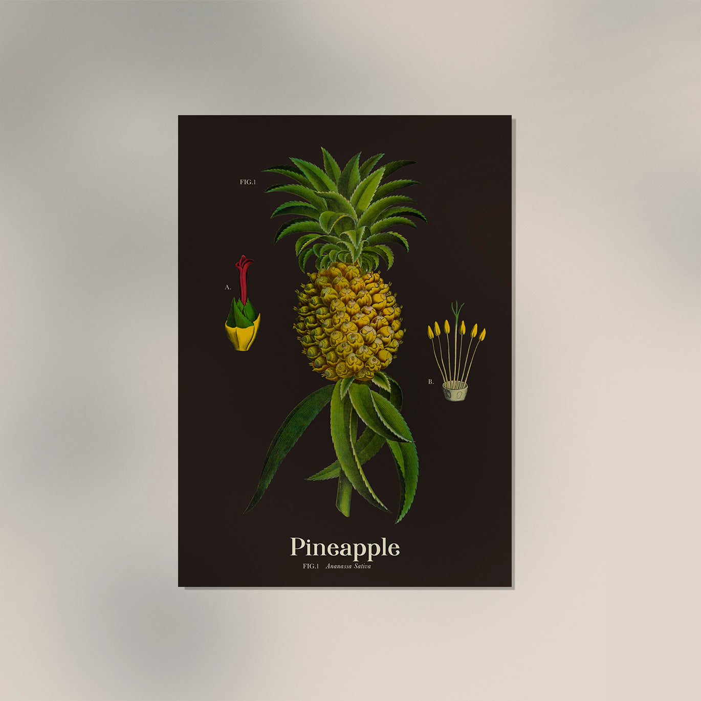 Pineapple Botanical Poster