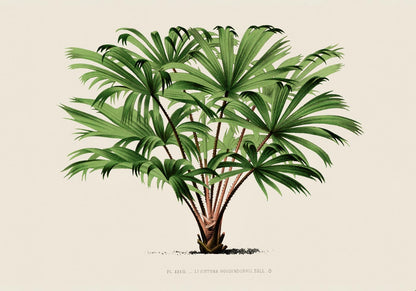 Vintage Palm tree Livistona Poster