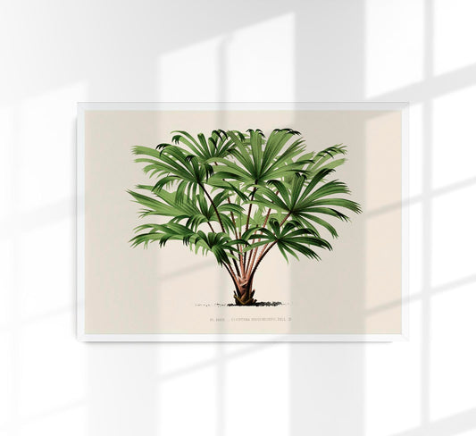 Vintage Palm tree Livistona Poster