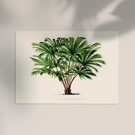 Vintage Palm tree Livistona Poster