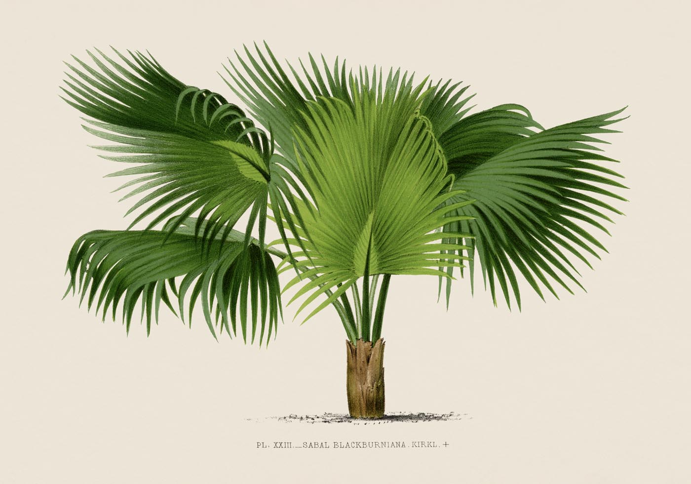 Sabal Blackburniana Poster