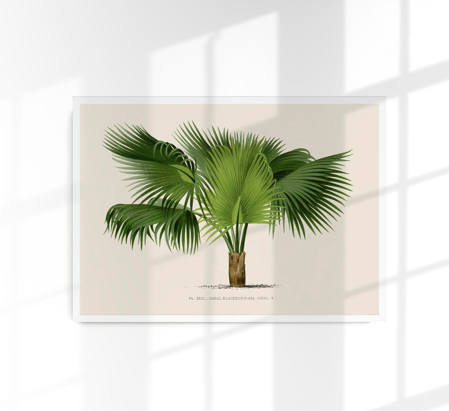 Sabal Blackburniana Poster