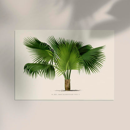 Sabal Blackburniana Poster