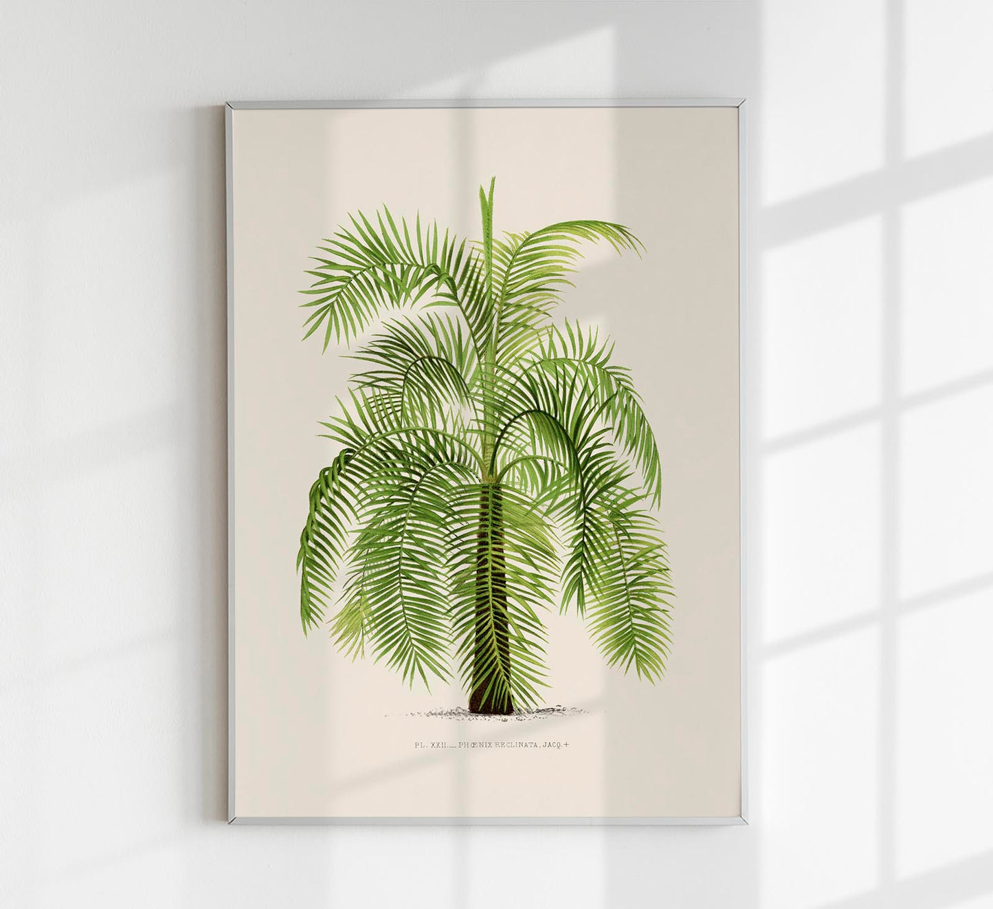 Phoenix Reclinata Poster