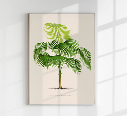 Euterpe Edulis Poster