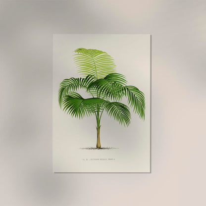 Euterpe Edulis Poster