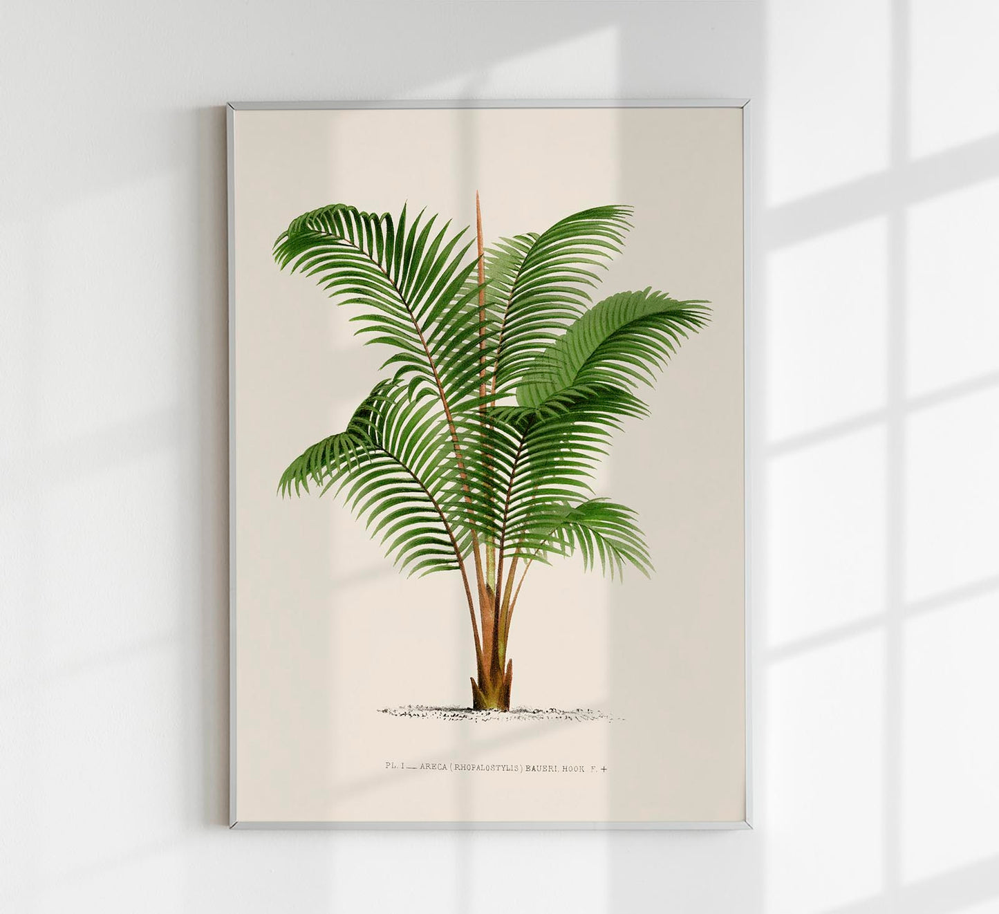 Areca Baueri Poster