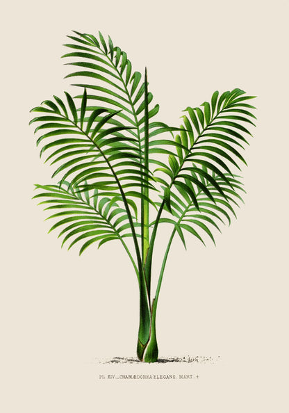 Chamaedorea elegans Poster