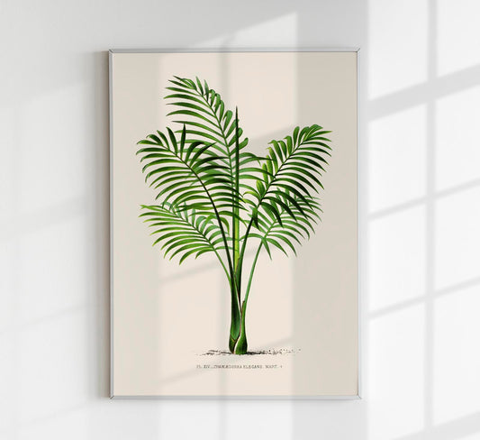 Chamaedorea elegans Poster