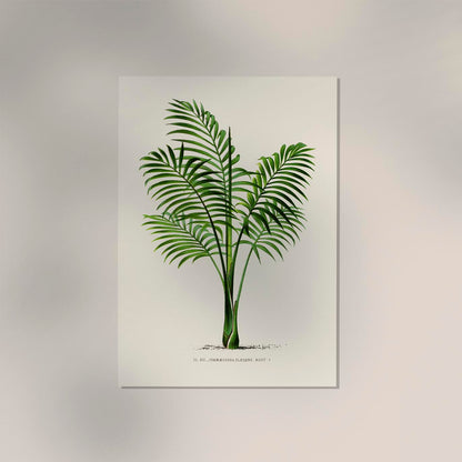 Chamaedorea elegans Poster