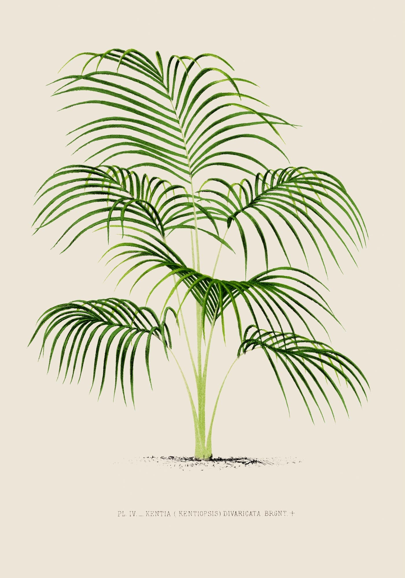 Kentia Divaricata Poster