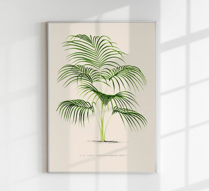 Kentia Divaricata Poster