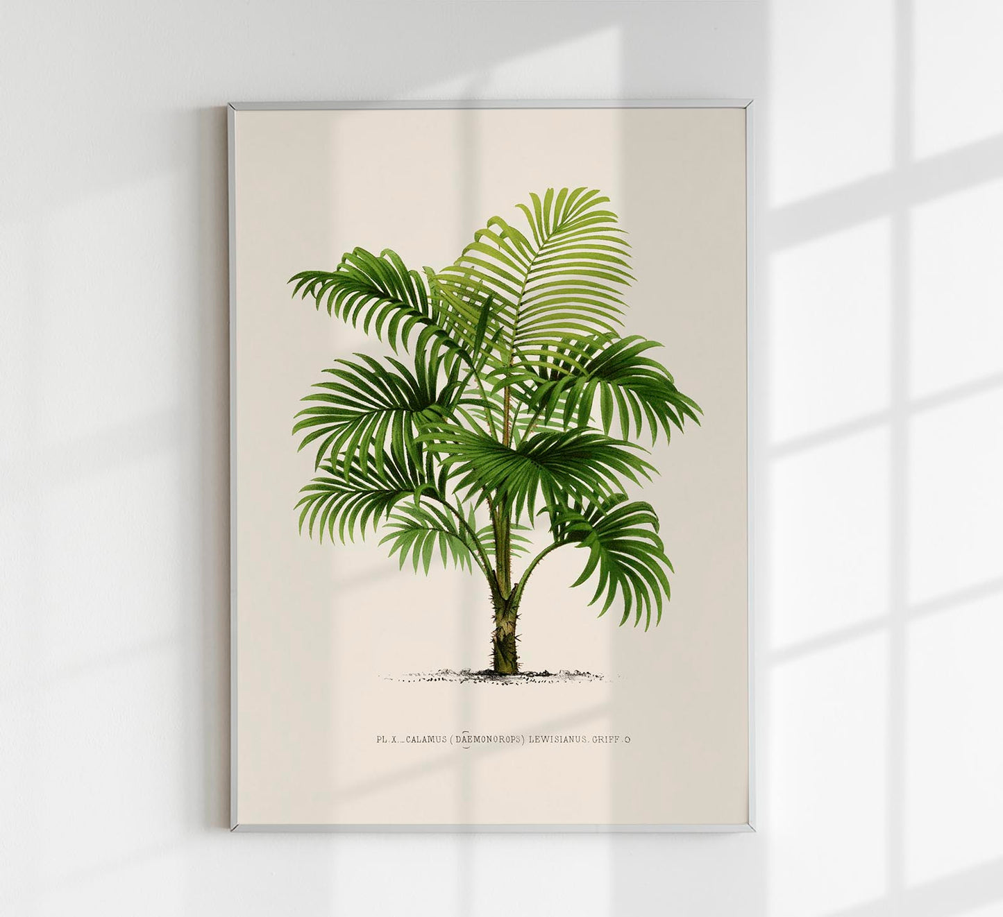 Calamus Lewisianus Poster