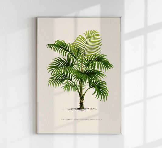 Calamus Lewisianus Poster