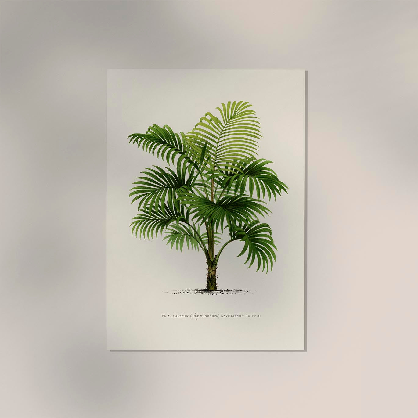 Calamus Lewisianus Poster