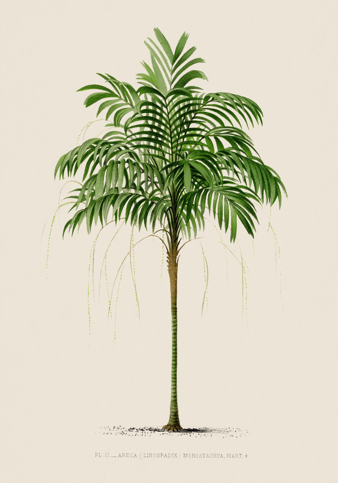 Areca Monostachya Poster