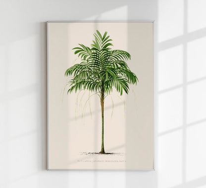 Areca Monostachya Poster