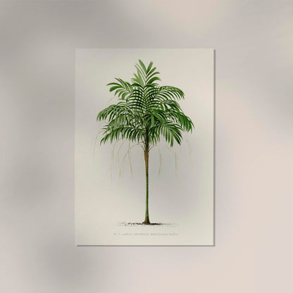 Areca Monostachya Poster