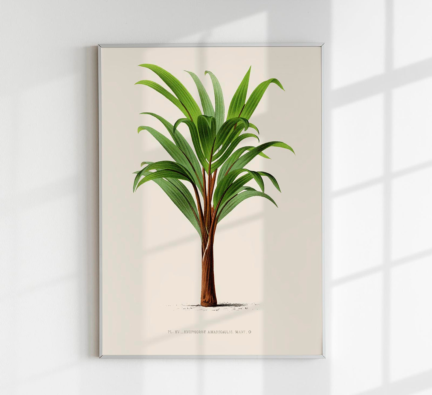 Hyphorbe Amaricaulis Poster