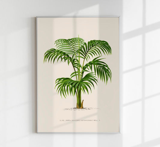 Kentia Caterburyana Poster