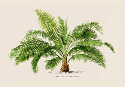 Jubaea Spectabilis Poster