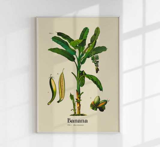 Banana Botanical Light Poster