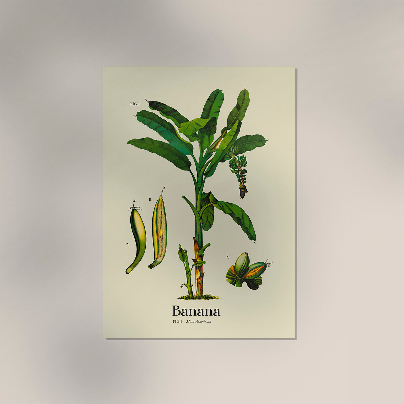 Banana Botanical Light Poster