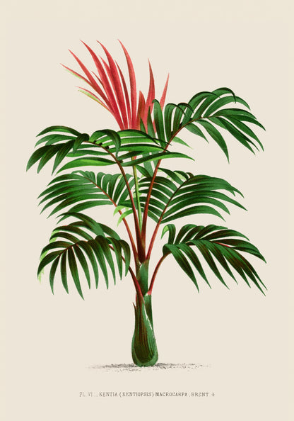 Kentia Macrocarpa Poster