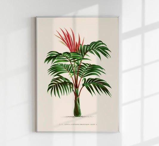 Kentia Macrocarpa Poster