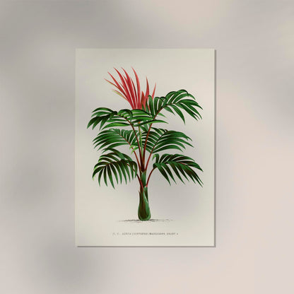 Kentia Macrocarpa Poster