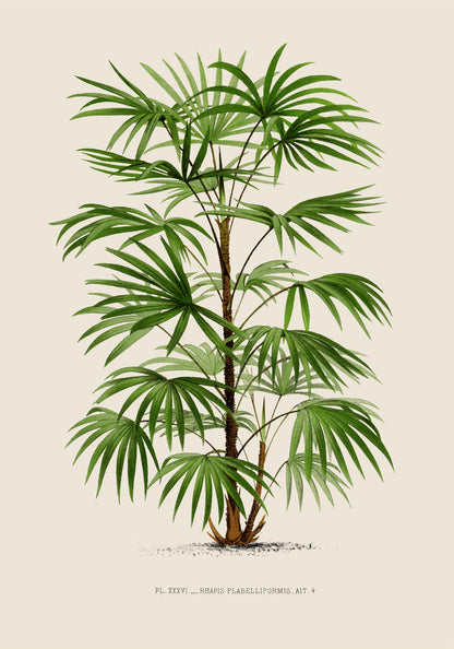 Rhapis Flabelliformis Poster