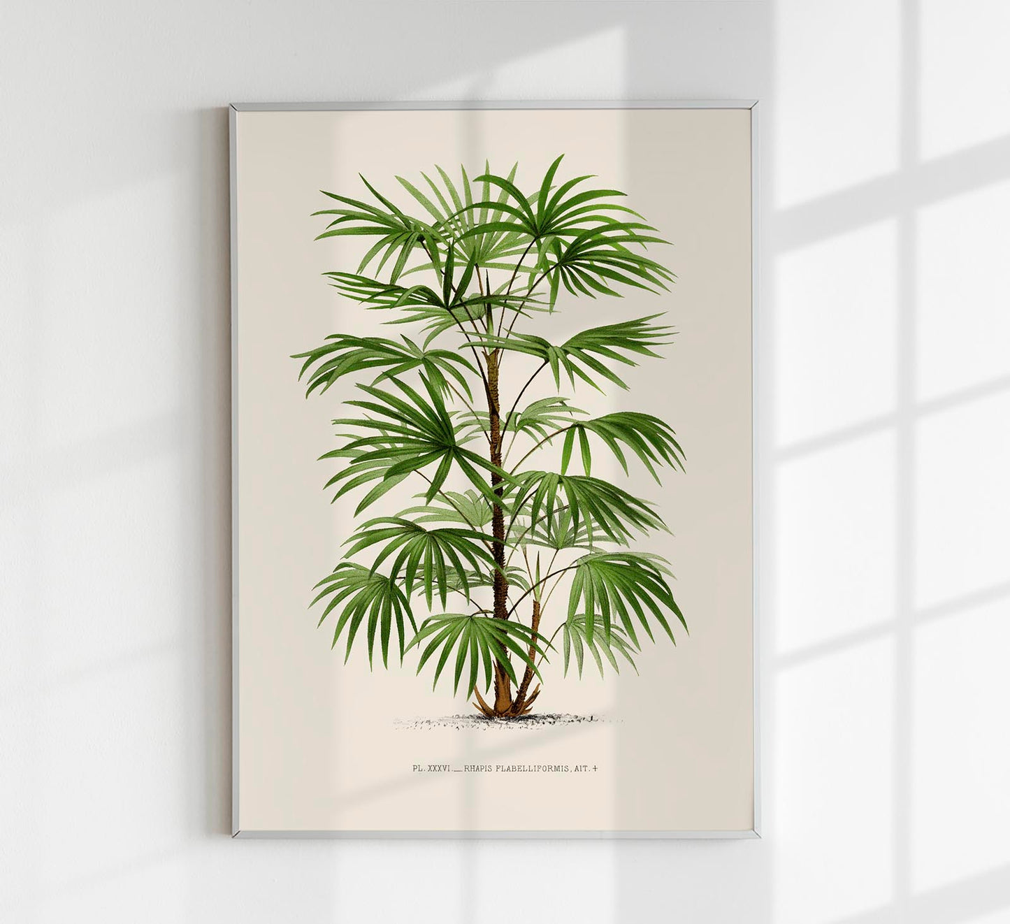 Rhapis Flabelliformis Poster