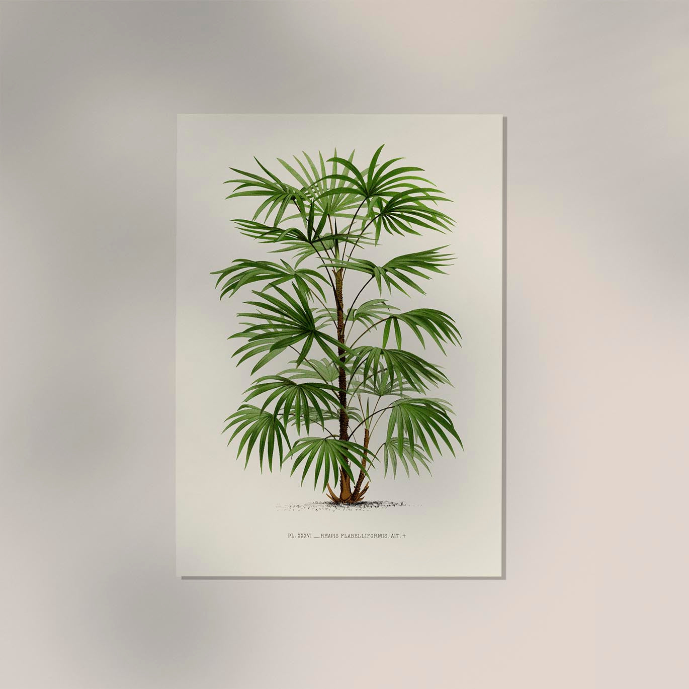 Rhapis Flabelliformis Poster