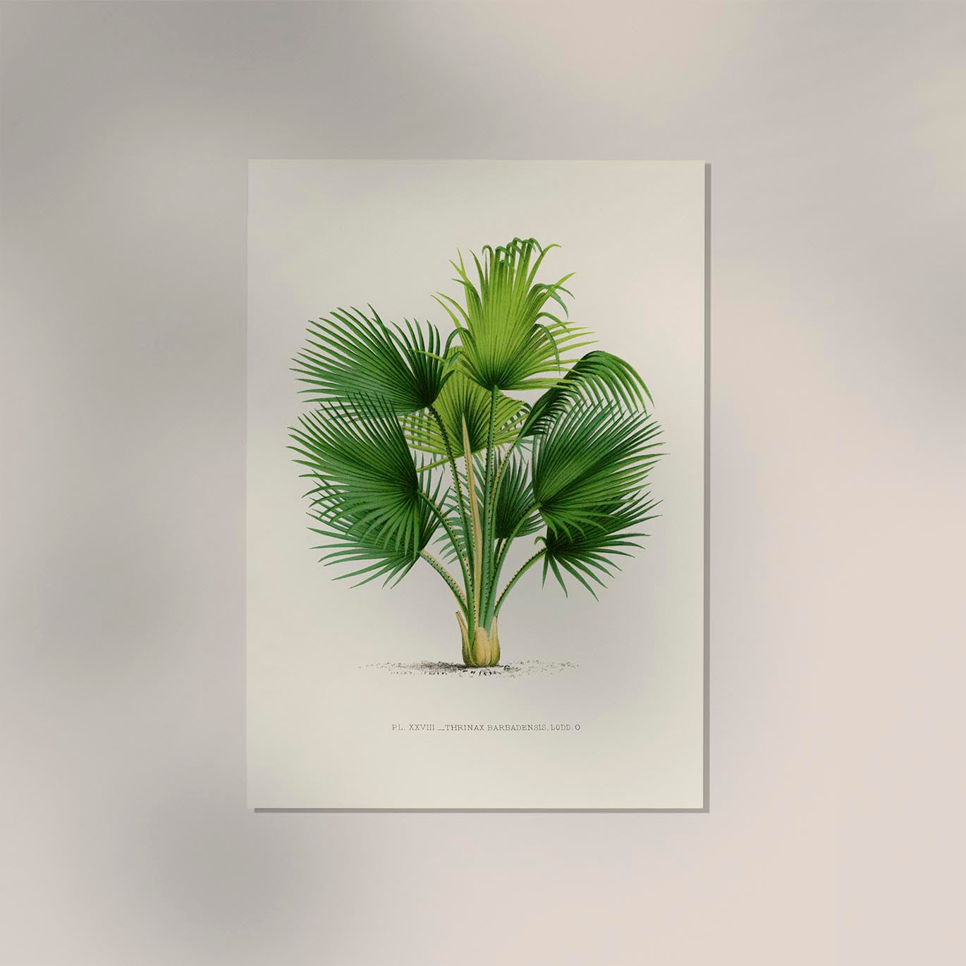 Thrinax Poster