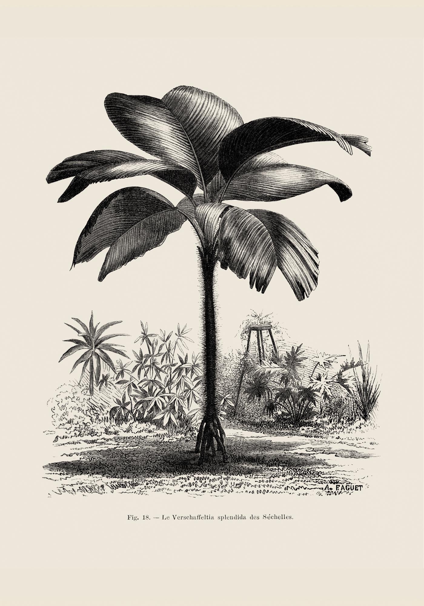 Seychelles Tree Poster