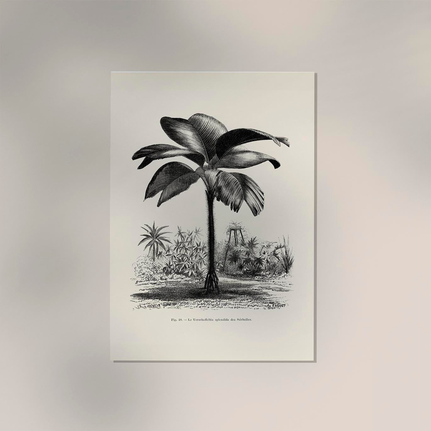 Seychelles Tree Poster