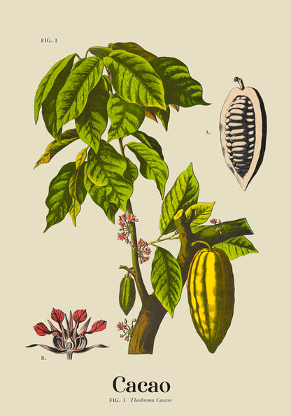 Cacao Botanical Light Poster