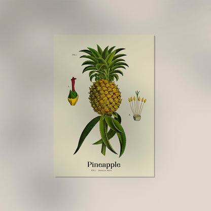 Pineapple Botanical Light Poster