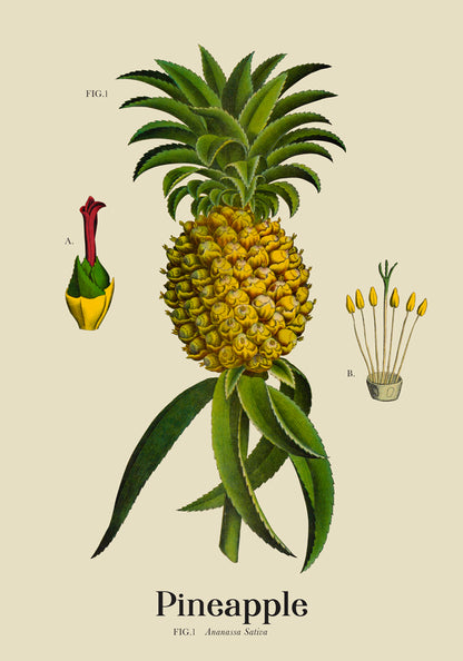 Pineapple Botanical Light Poster