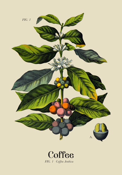 Coffee Botanical Light Poster