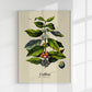 Coffee Botanical Light Poster