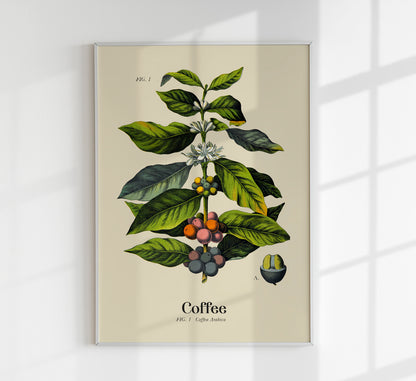 Coffee Botanical Light Poster