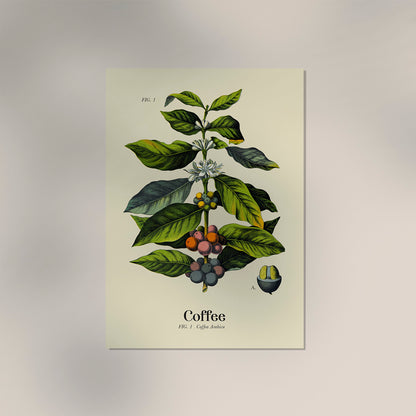 Coffee Botanical Light Poster