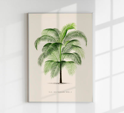 Cocos Weddeliana Poster