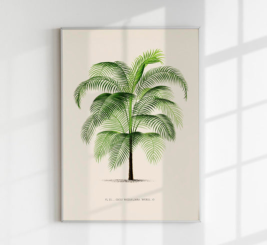 Cocos Weddeliana Poster