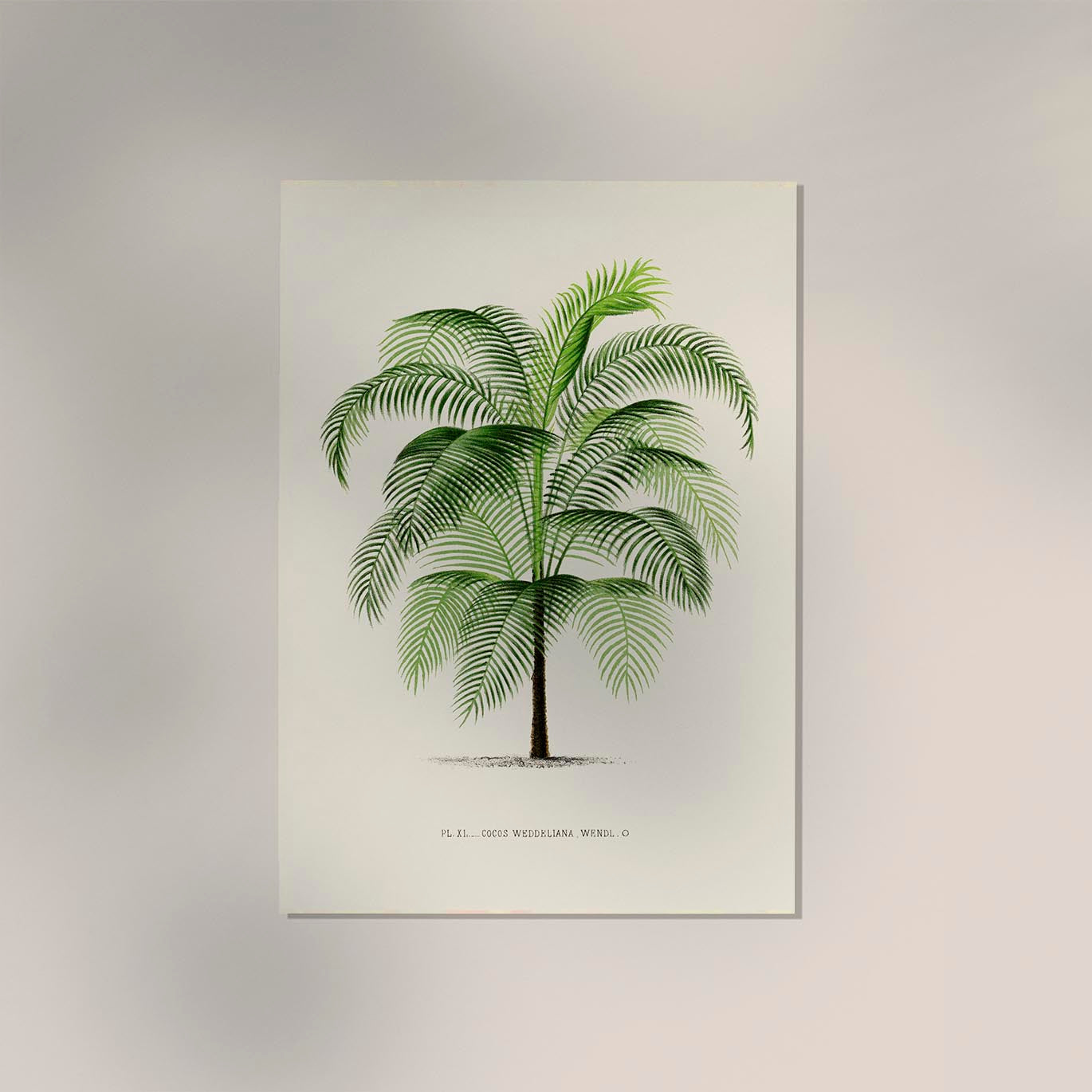 Cocos Weddeliana Poster