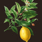 Lemon Botanical Poster