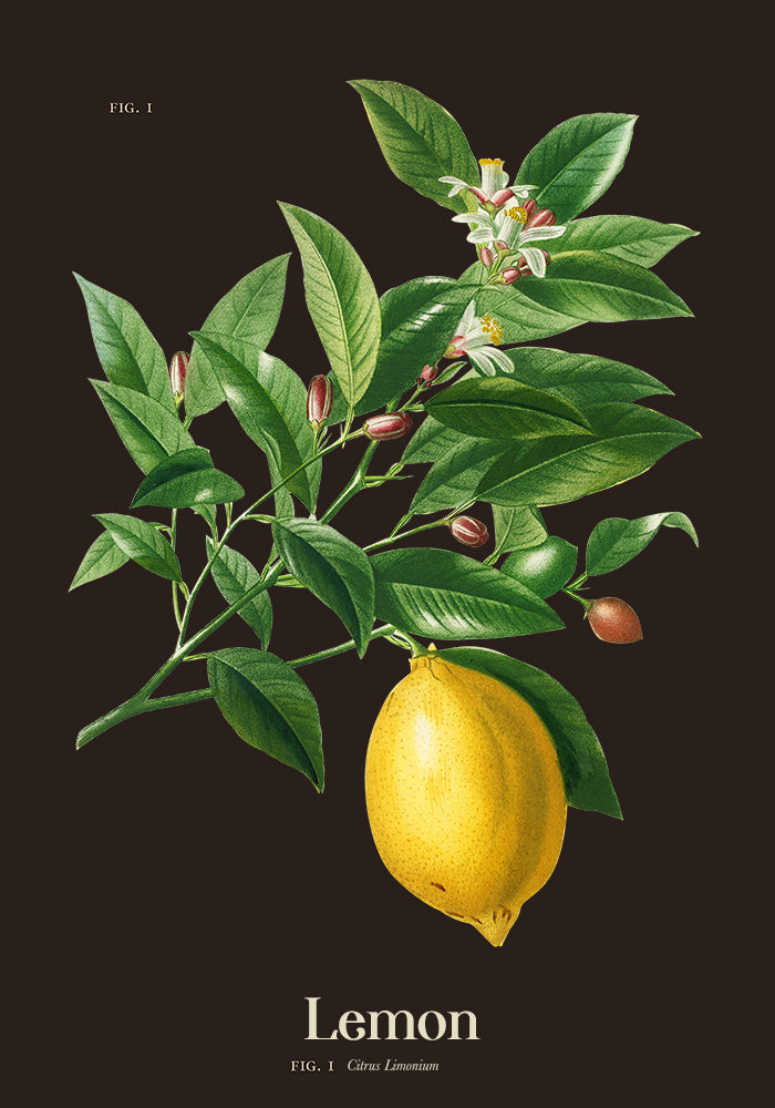 Lemon Botanical Poster